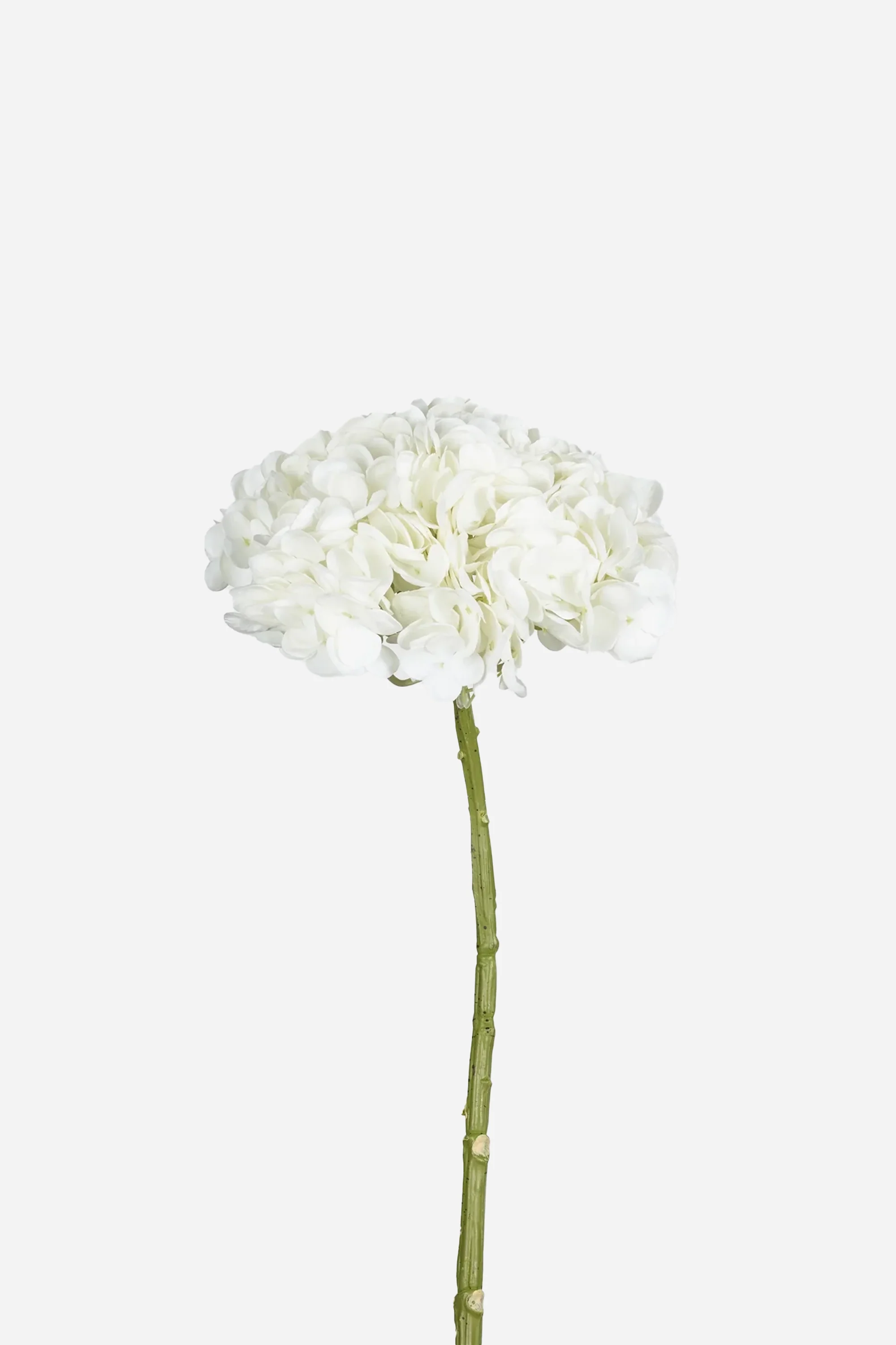 Miniaturebillede 1